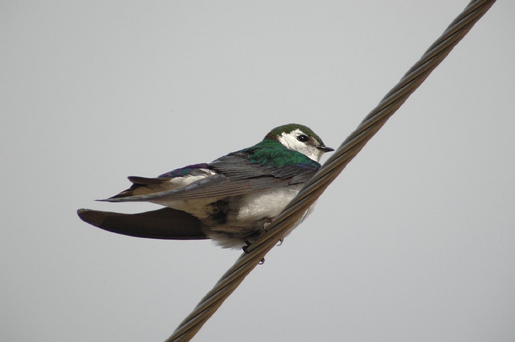 Swallow,  Violet Green, 2009-06170459 Grand Lake, CO.JPG - Violet Green Swallow. Grand Lake, CO, 6-17-2009